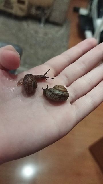 мои улиточки