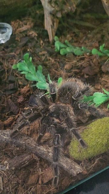 #птицеед #reels #short #shorts #margo #shortvideo #shortsvideo #spider #animal #nature #beauty #joy