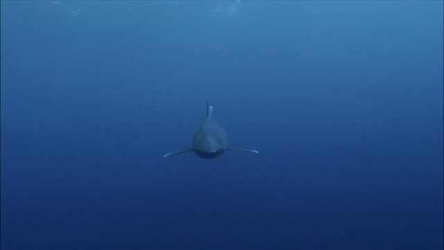 Голубые Багамы   Часть 05