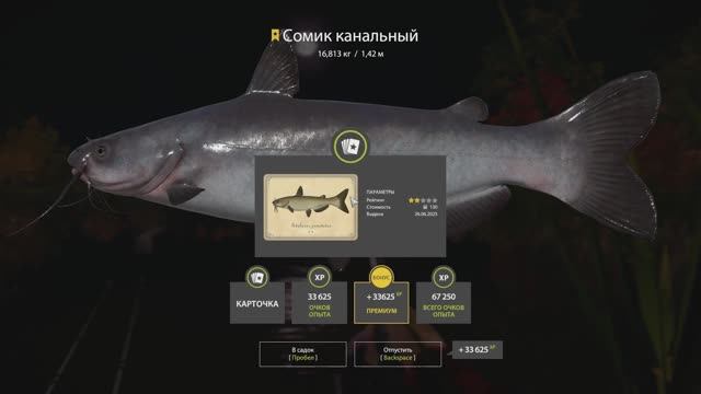 Русская рыбалка 4 трофейный Сомик Канальный на озере Лосиное