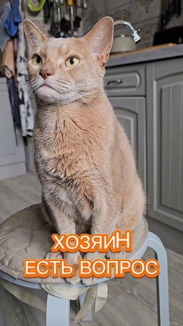 Хозяин - что выбираешь? #смешнойкот