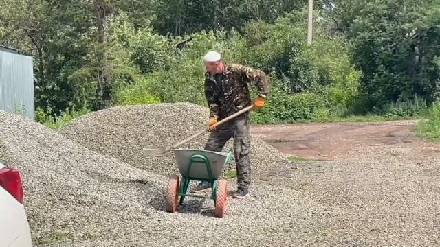 Бездомные собаки: жалость или опасность?