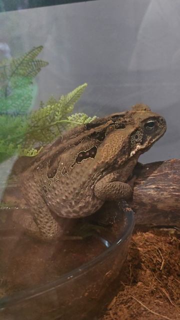 #жаба #reels #short #shorts #margo #shortvideo #shortsvideo #surprise #nature #animals #frog #beauty