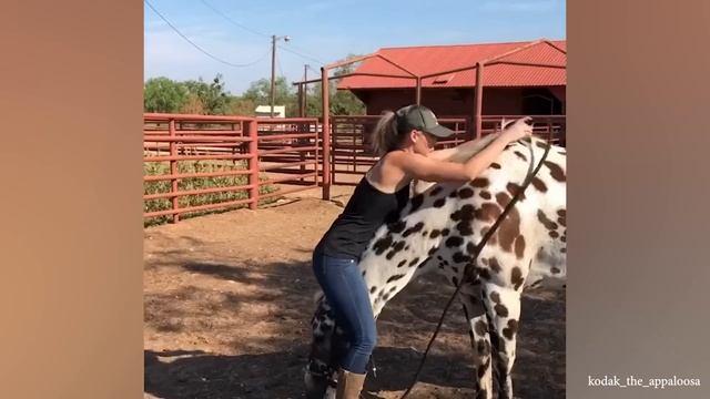 Вы не будете скучать когда у вас будет ЛОШАДЬ милые видео с лошадьми и людьми