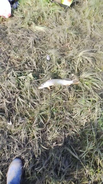 Маленький бонус))) 🐟