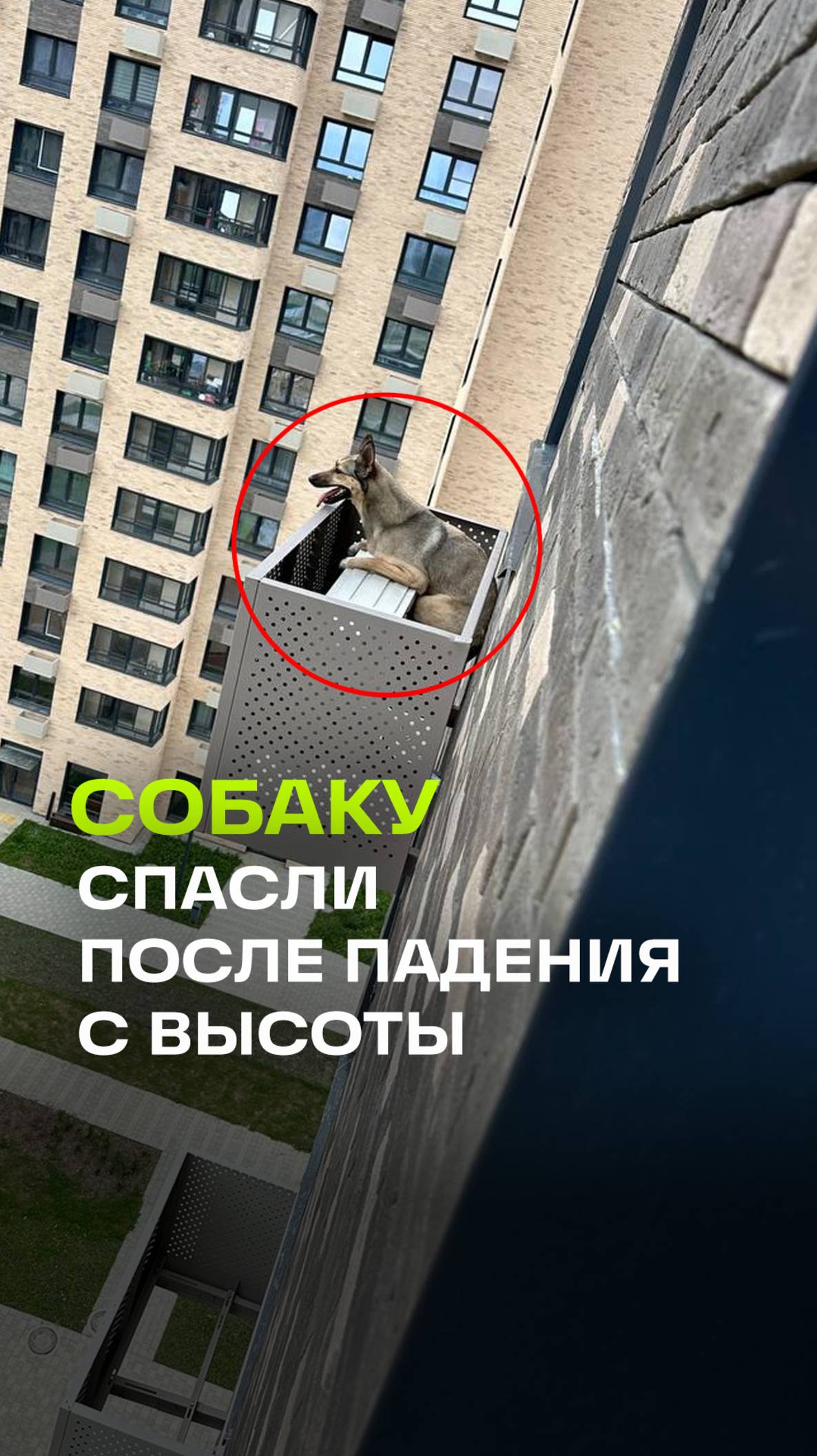 Чудо в Южно-Сахалинске: пес упал с 12 этажа и остался жив