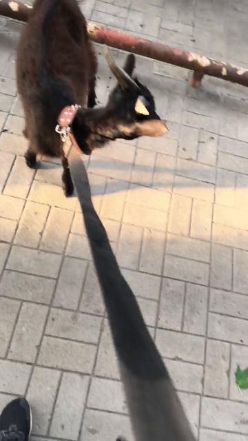 🤷♂️ Кто потерял козу в центре Донецка!?  Отзовитесь 😳