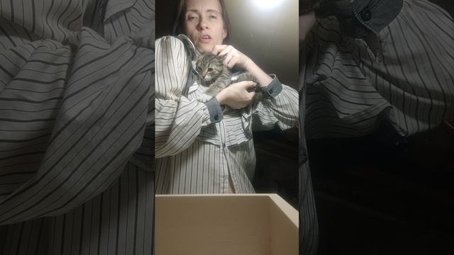 Милый Котенок N 1, мальчик, ищет дом! Приют Петербург