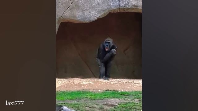 Животные делают забавные вещи, Лучшие из забавных собак в ноябре!