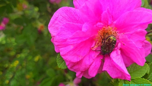 Летнее дыхание природы!