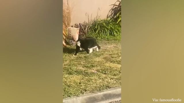 Лучшее Из 2023 Смешных Видео С Животными, Которые Помогут Правильно Начать Неделю С Самых Симпатичны