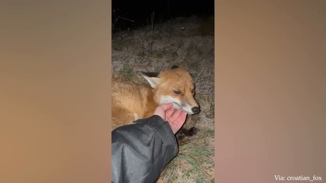 Когда животные обнимаются - это способ показать вам свою любовь - Самое милое видео о животных 2023