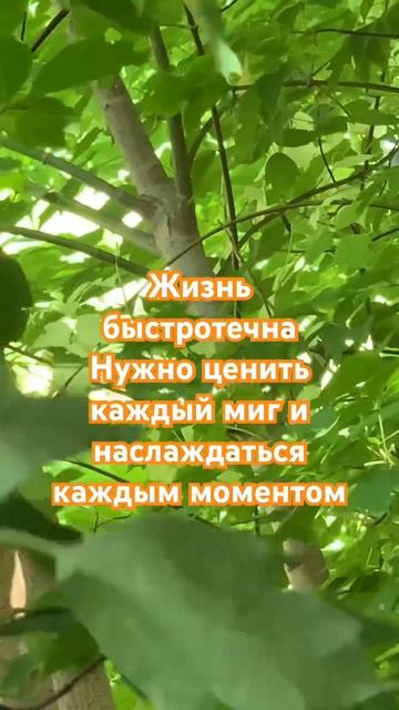 Жизнь