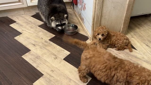 Енот Марсель выпросил у папы вкусняшку