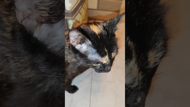 Кошечку с отрубленными лапками выписали из клиники