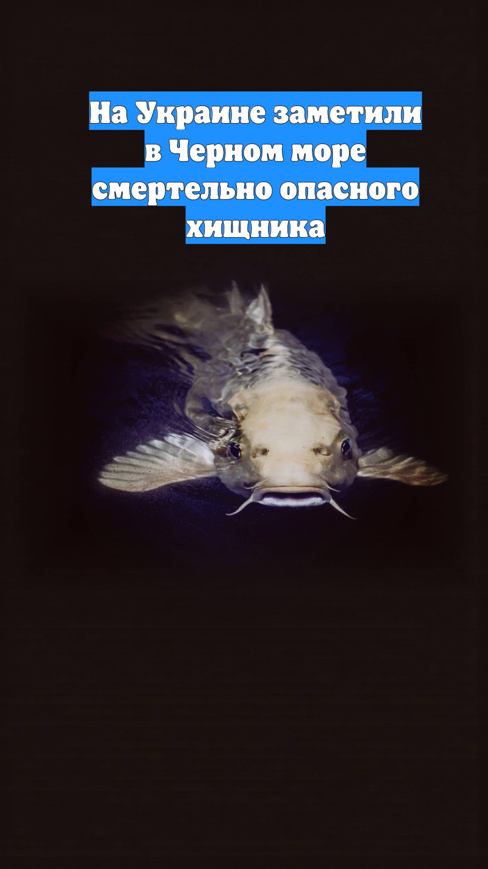 На Украине заметили в Черном море смертельно опасного хищника