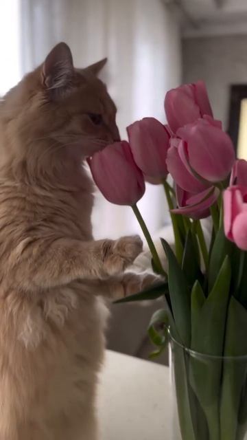 Котик тюльпаны
