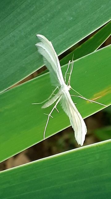 Пальцекрылка сливовая, пятипалая, или птерофориды (Pterophorus pentadactyla)