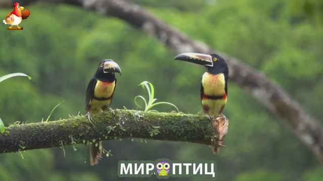 Мир птиц – красота и грация пернатых созданий Природы 🦩🦚🦜 Выпуск (250) 🦉🐦🐤
