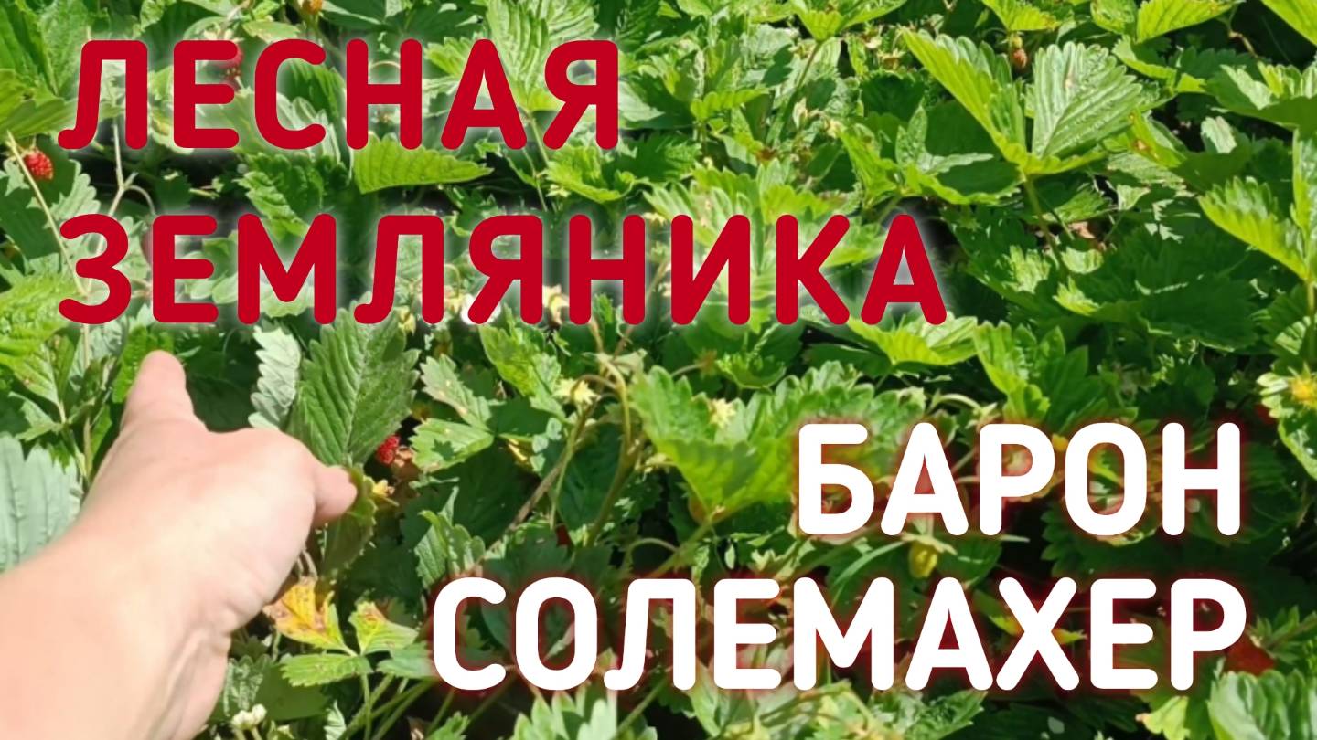 Земляника Барон Солемахер. Выращенная из семян!