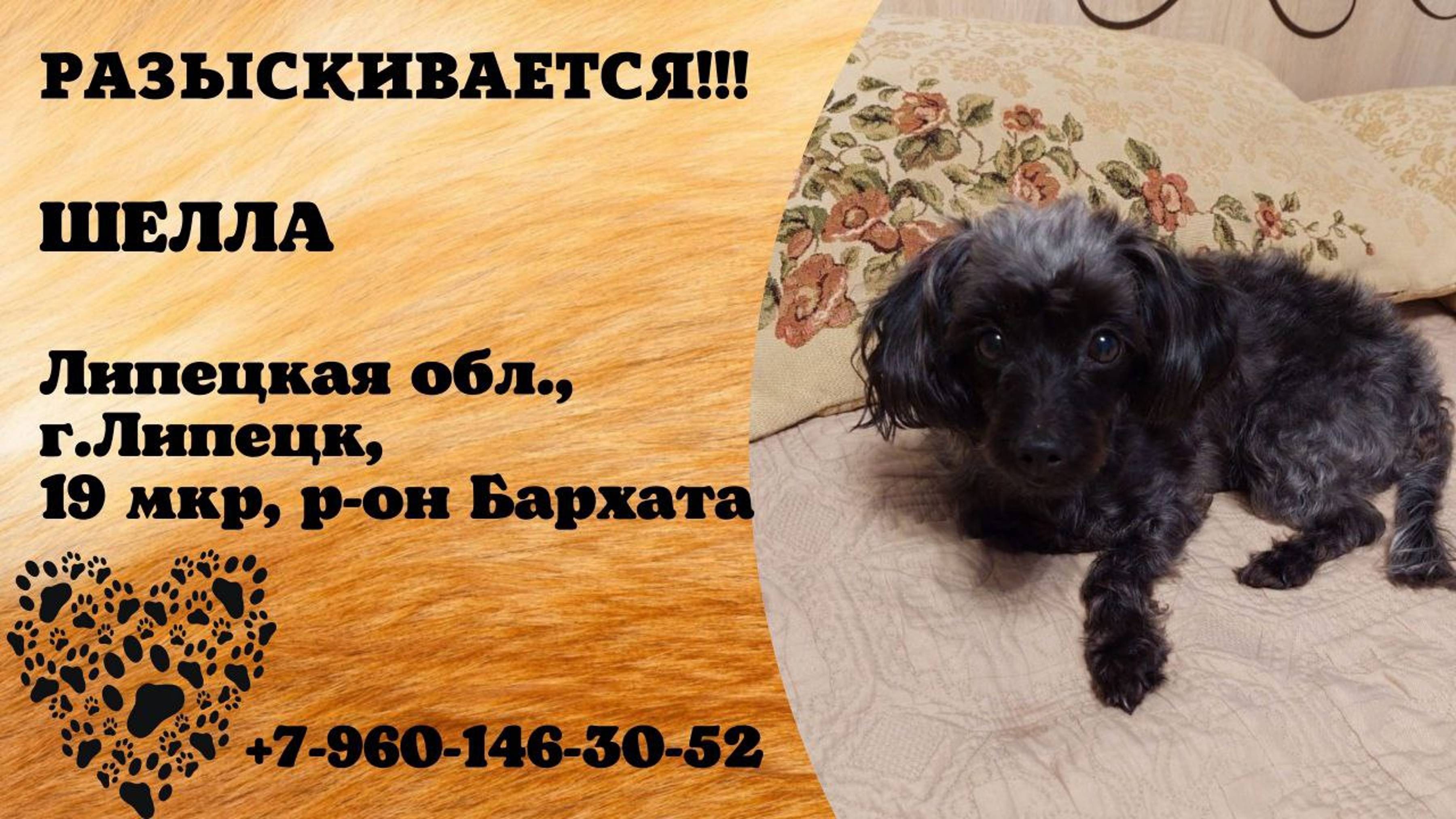 Пропала собака! ШЕЛЛА. Липецкая обл, г. Липецк