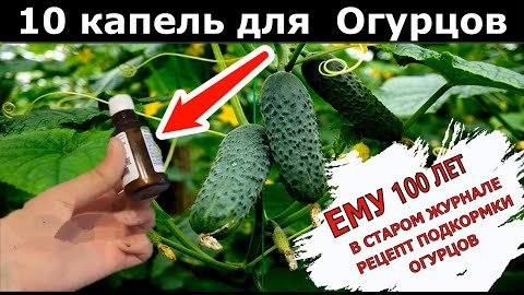 Таких огурцов🥒 не найти. Деревенская хитрость. Подкормка для огурцов в июле. Срочно