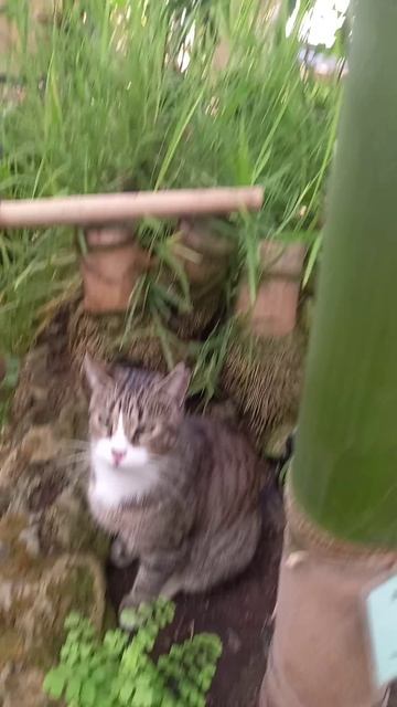 Бамбуковый кот