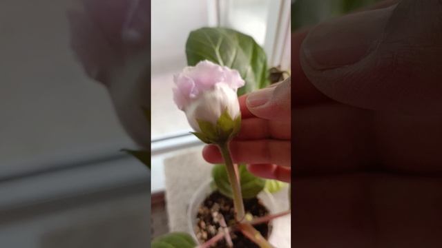 девочки посмотрите на эту красоту 💕💕💕💕