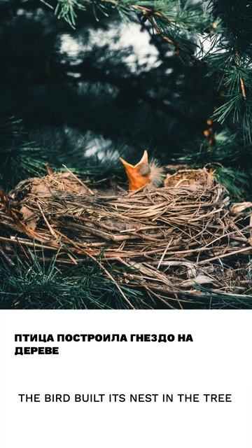 Гнездо