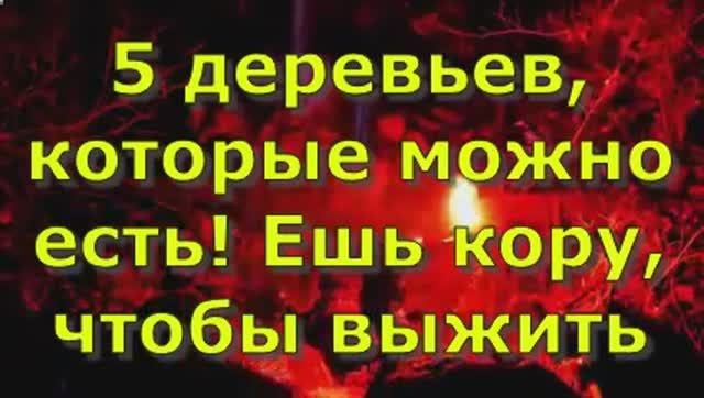 5 деревьев, которые можно есть! Ешь кору, чтобы выжить