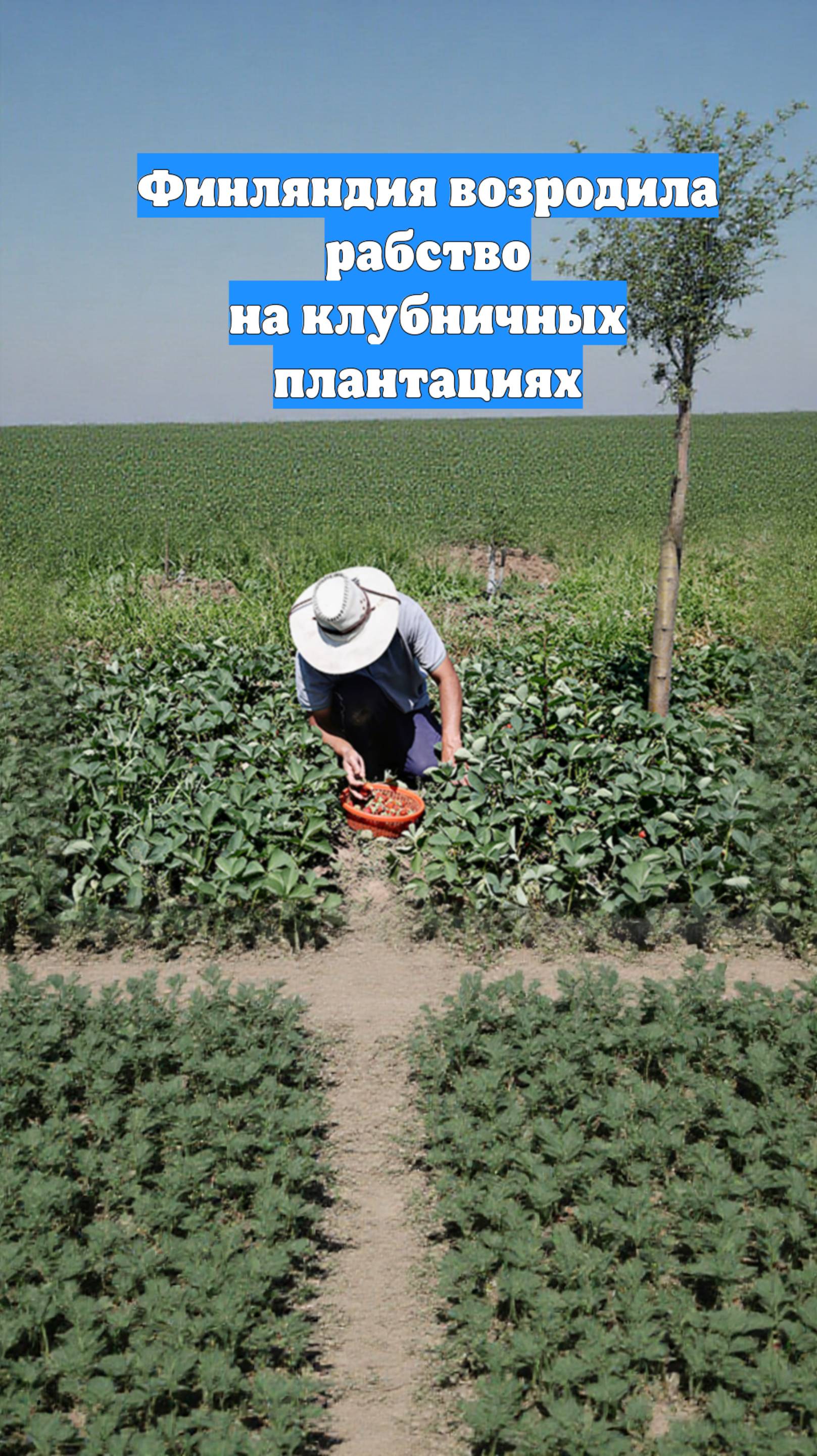 Финляндия возродила рабство на клубничных плантациях