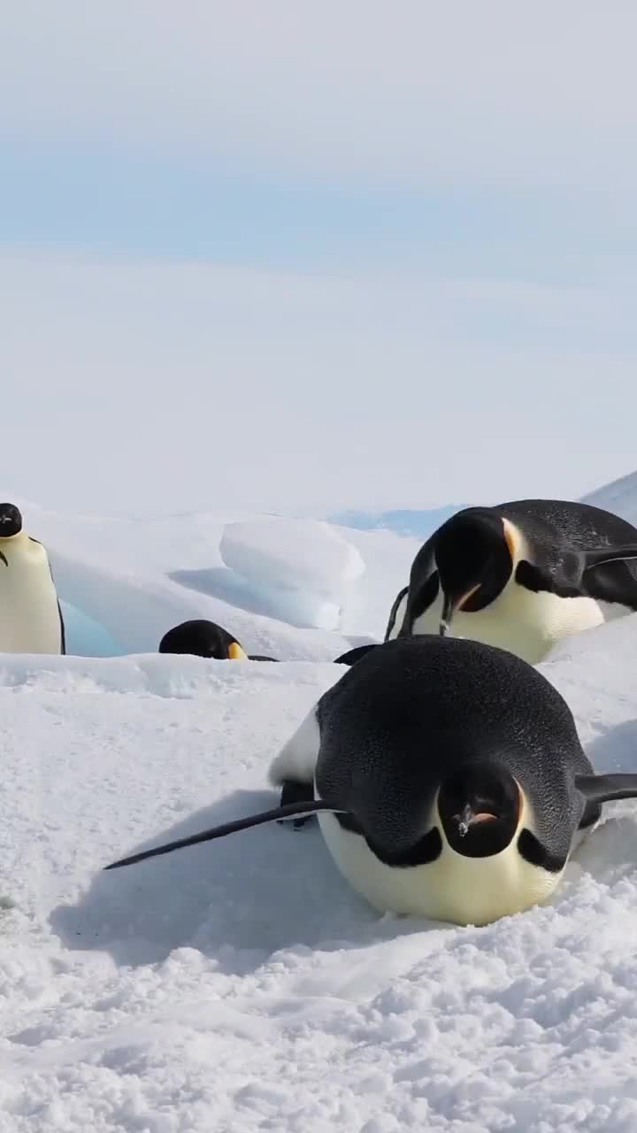 Осторожно, оживлённая трасса 🐧