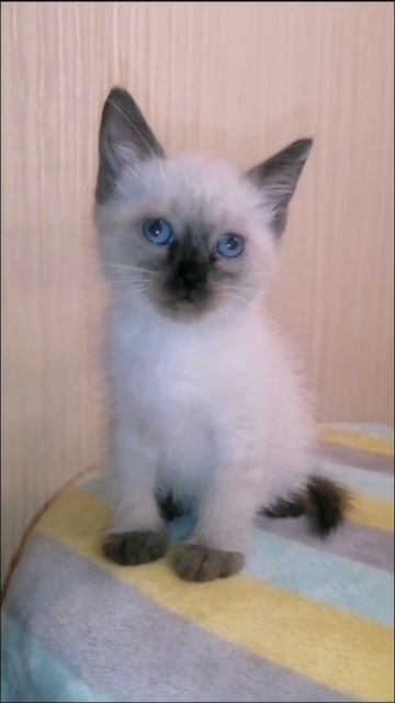 Котики