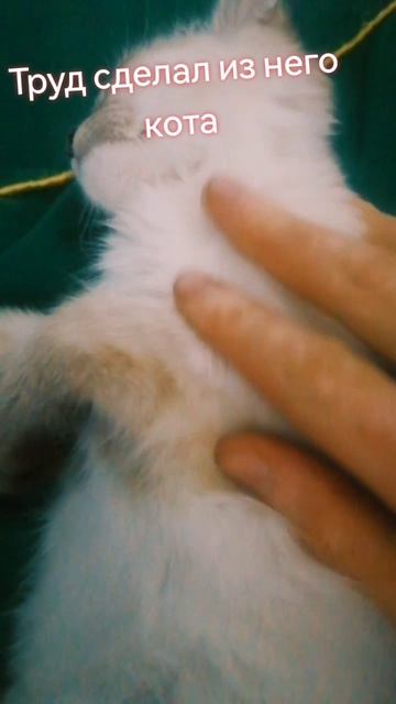 Труд кота #кот #котик #Золотаяшиншилла