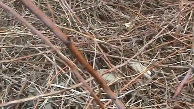 Обрезка малины весной/ Pruning raspberries in spring/