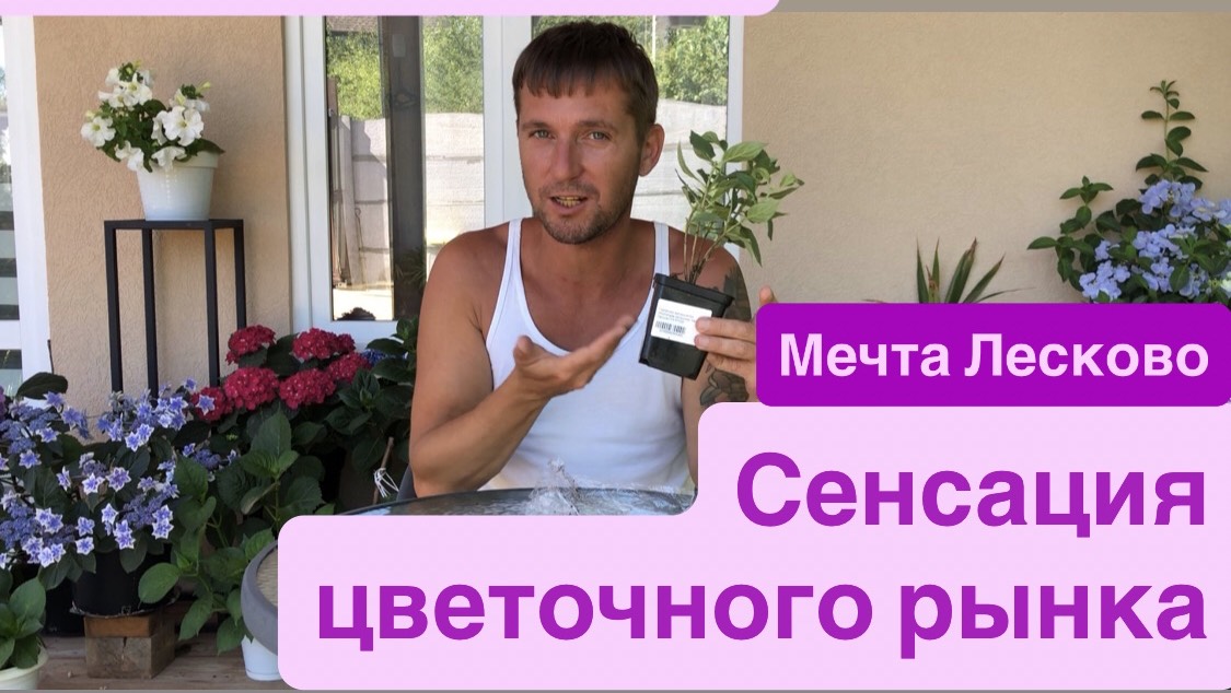 Мечта Лесково- революция среди метельчатых гортензий