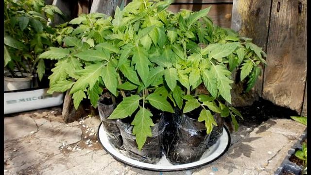 Рассада.  Томаты(помидоры) в стаканчиках.  Фото /Seedlings. Tomatoes in cups/