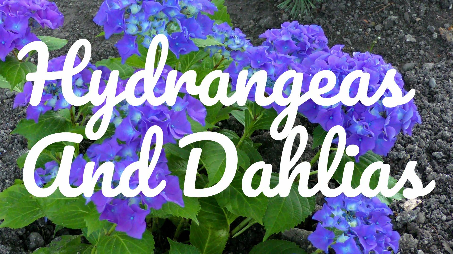 Hydrangeas and Dahlias