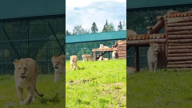 🦁В Подмосковье на новом месте открылся парк-приют «Земля прайда»🦁