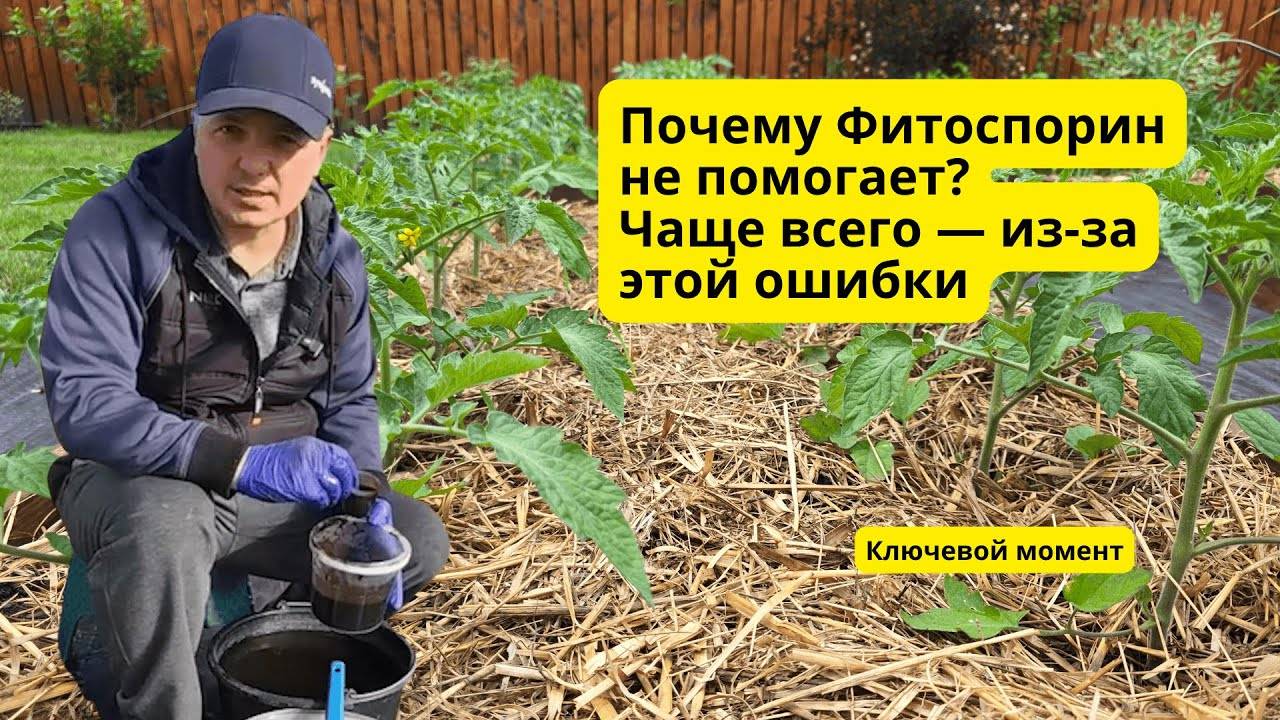 Фитоспорин разводят НЕ правильно большинство огородников!