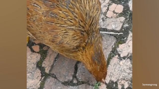 ЖИВОТНЫЕ ПРОСТО НЕ ПЕРЕСТАЮТ НАС СМЕШИТЬ - Невероятные Моменты С Животными Сняты На камеру
