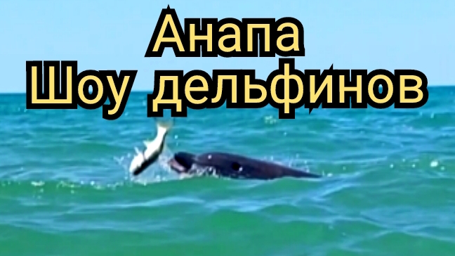 #АНАПА #МОРЕ #ДЕЛЬФИНЫ 28-06-2025