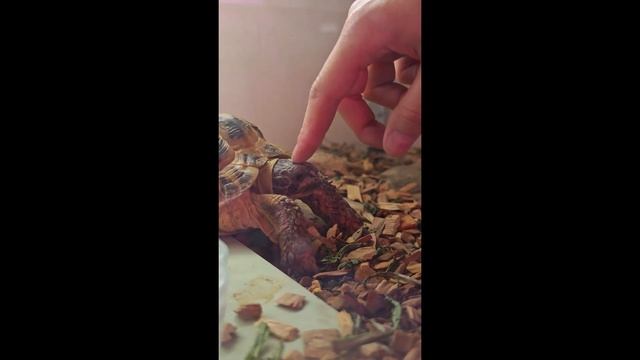 Черепашки. Обычный день домашней черепашки