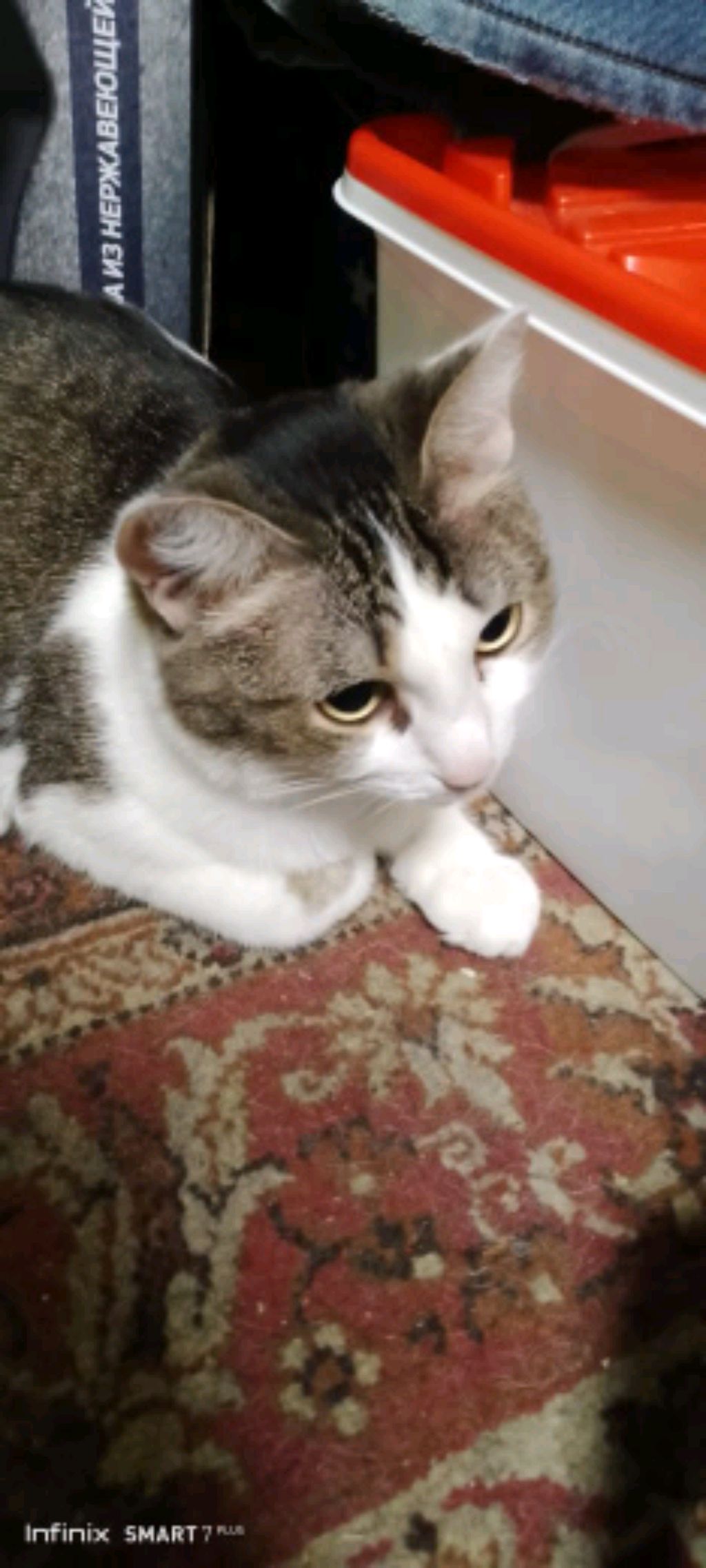 играем с кошкой(=^ェ^=)