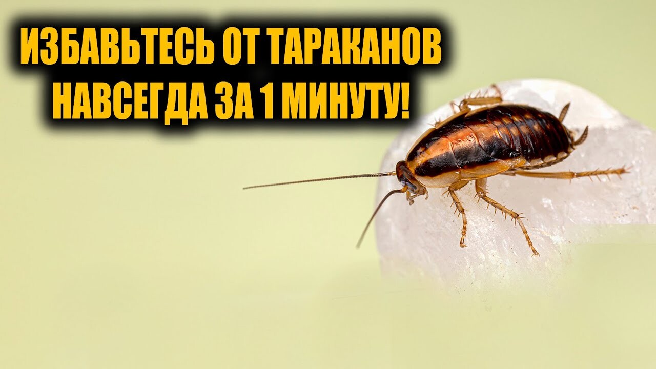Избавилась от тараканов навсегда! 1 минута и тараканов никогда не будет