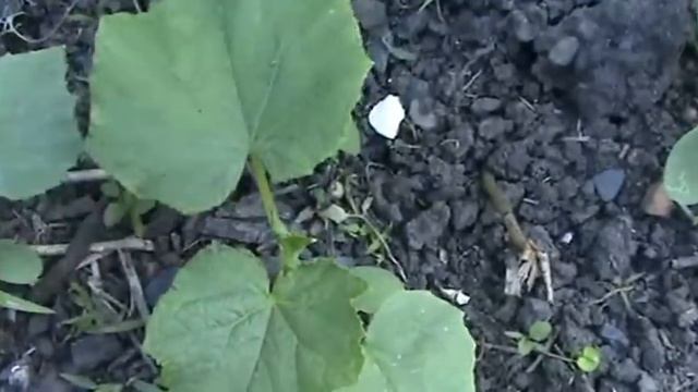 Как повысить урожай огурцов