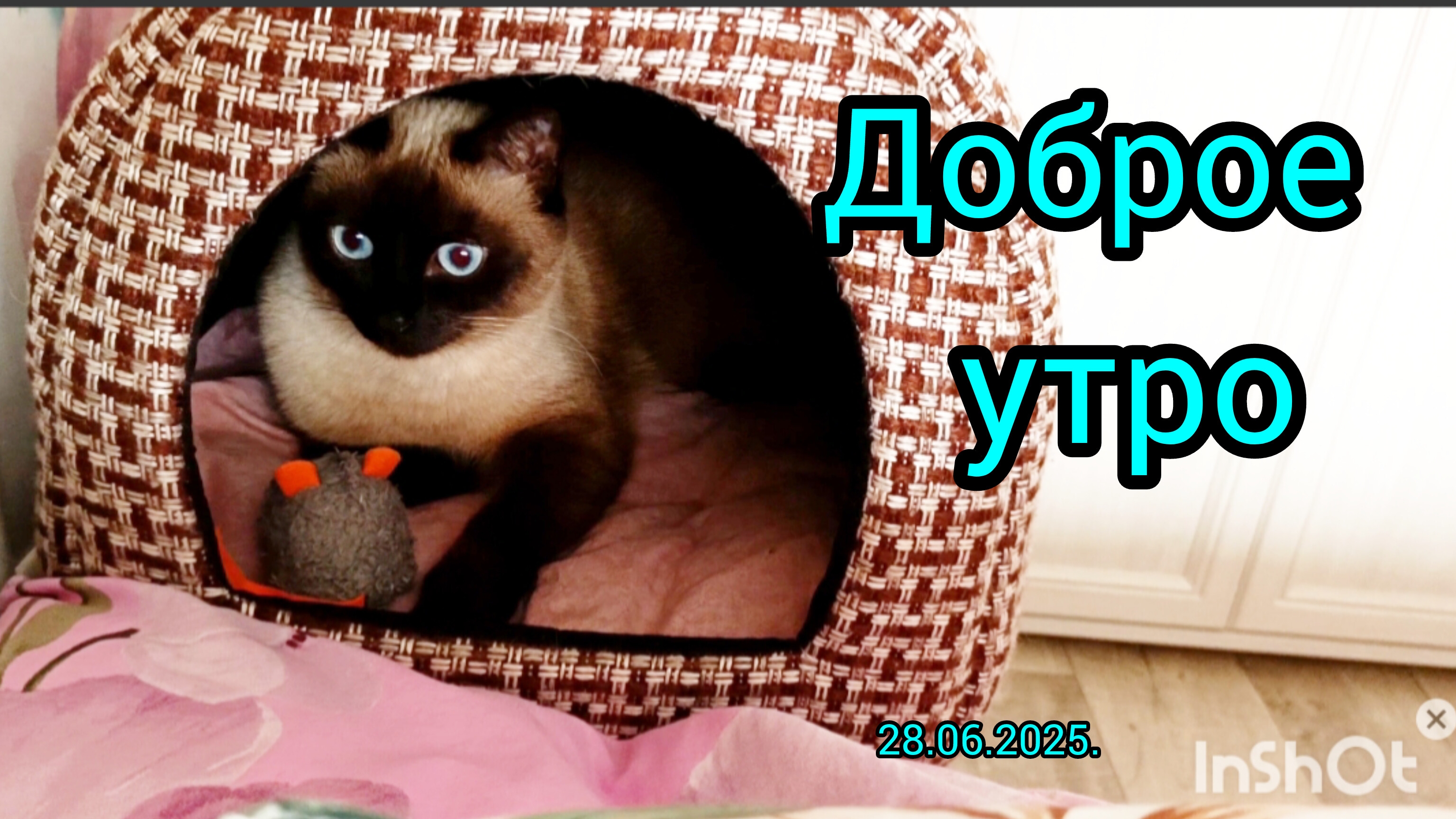 Доброе☀️утро🐱28-06-2025 #смешныекоты #котики #прикольные котики #милые кошечки