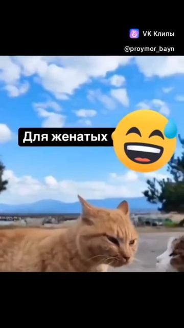 Котики