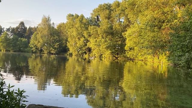 Озеро Тарелочка. Балашиха. Салтыковка. Звуки природы. ACMR. Релакс.