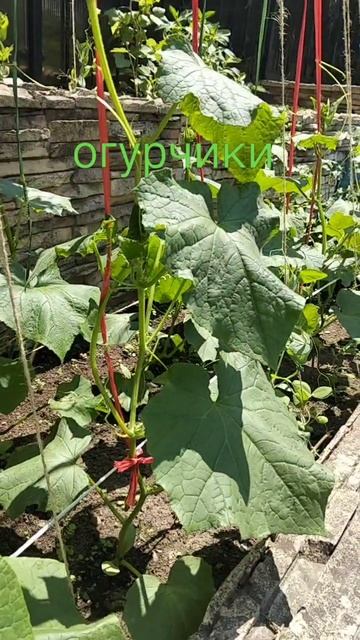 огурчики